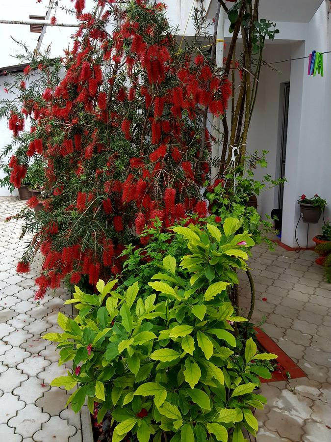 Apartmani Bonik Budva Luaran gambar